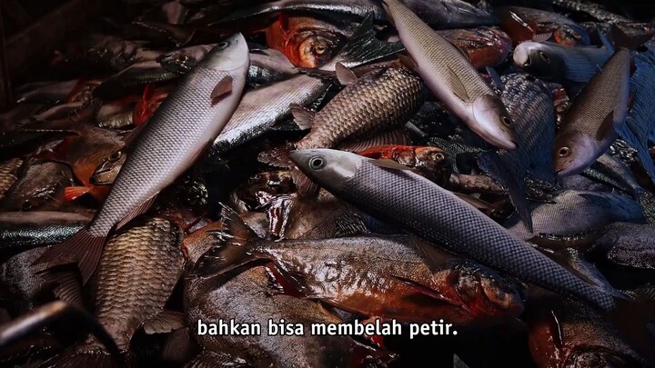 Golden Curse | Eps 13 Sub indo