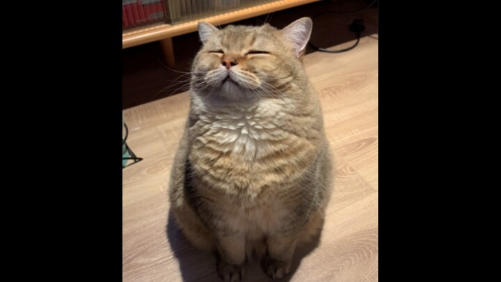 Has anyone ever seen a little cat that sleeps standing up?