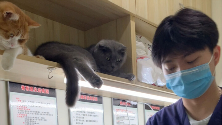 A Cat's First Experience with Social Anxiety