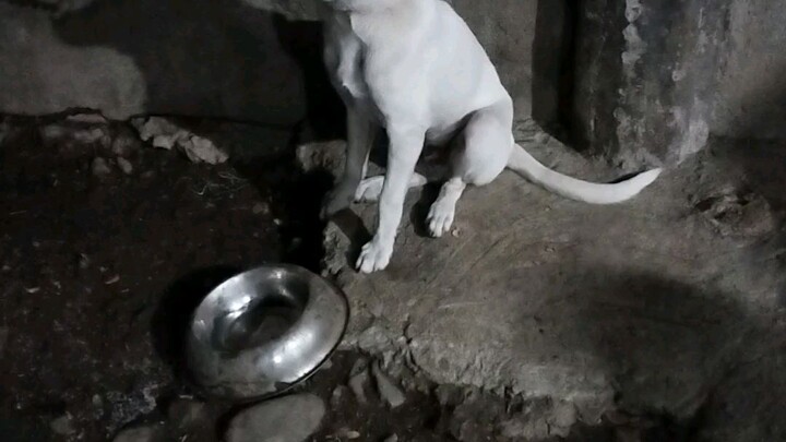 Doggydog