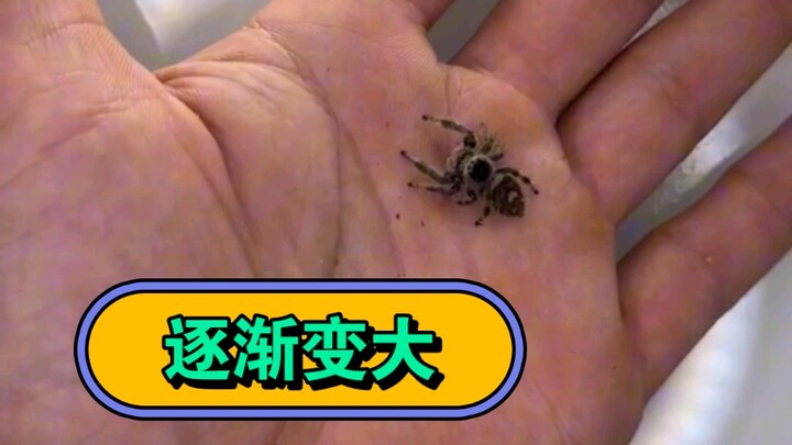 The gradually expanding exclusive edition: Little Spider