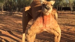الكنغر الصغير مقابل الكنغر الكبير، الكنغر الذي في المقدمة: يخاف أن يدوس عليه أثناء المشي؛ أما الكنغر