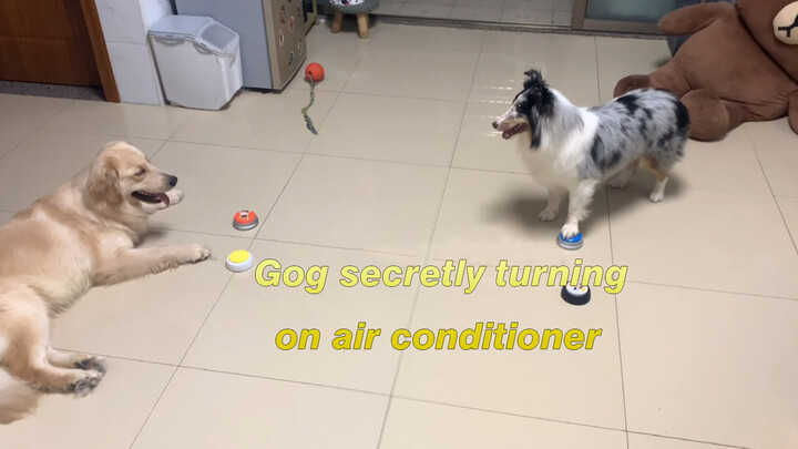 Two Dogs Secretly Turn on the Air Conditioner at Home