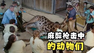 被迫体验麻醉枪的动物们！