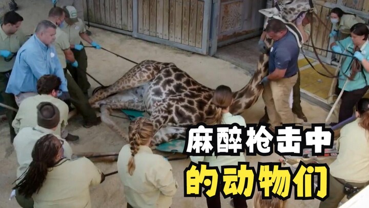 被迫体验麻醉枪的动物们！