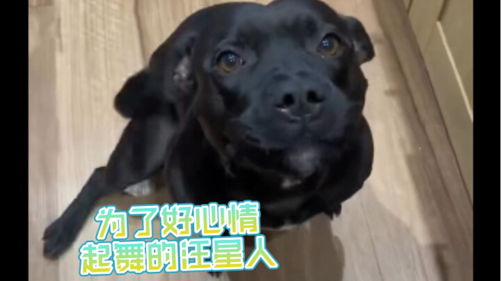 Dancing Pooches for a Happy Mood