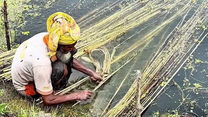 Inside the Traditional Jute Processing Process.