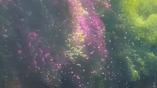 “南方人也有自己的初雪”