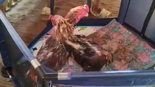 Dancing Dancing in the Ring.