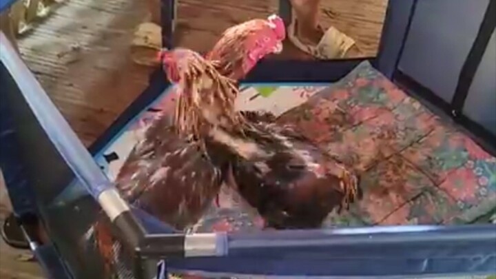 Dancing Dancing in the Ring.