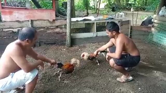 early bird  maasin pyesta. 8/15/25