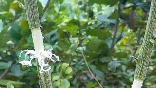 Propagating Lemon using Air Layering