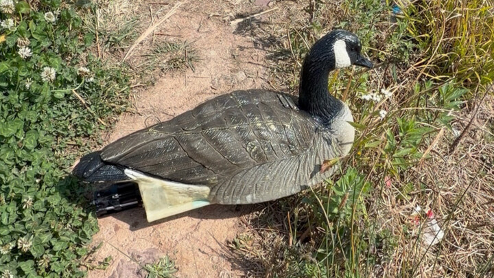 There probably isn’t a duck faster than mine, is there?