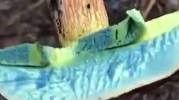 I guess this is how Van Gogh got his inspiration—by eating like this, huh?