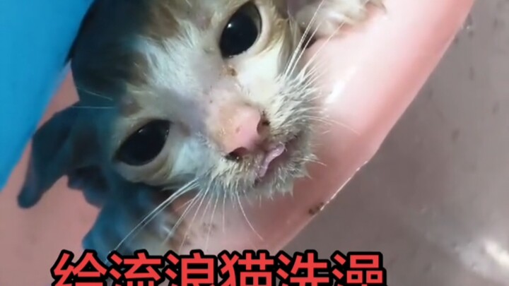 When it comes to life, cats in the “slightly cat” section can’t come up with anything, while those i