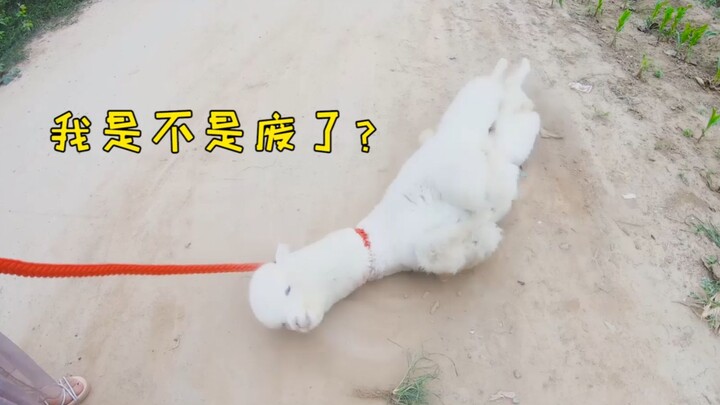 Taking an alpaca to the countryside to let it roam free—by the time we reached the edge of the field