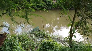 Thăm Lưới Rắn Và Bẫy Chuột Cống Nhum Cùng Vợ Chồng Bác Nông Dân Miền Tây