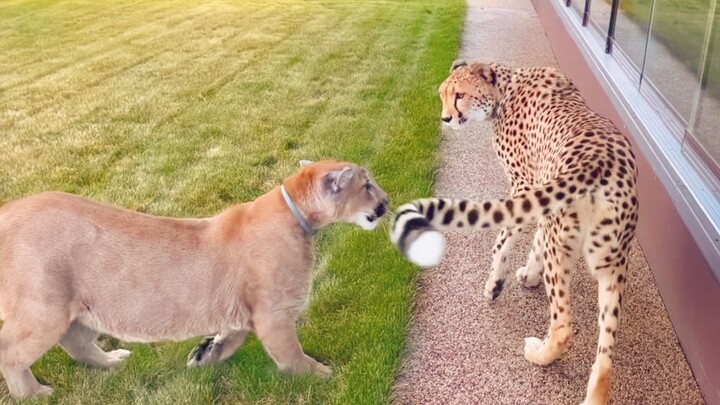 Messi the cougar’s sneak attack on the cheetah backfires—she ends up getting slapped instead!
