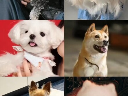 Zeng Shunxi has also taken up pet-sitting in Hengdian.