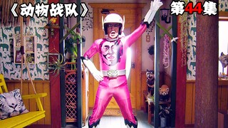 舅舅得知兽王者身份，为了加入战队一起战斗，兽王人类闪亮登场