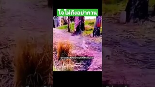 ^มีรวมคลิปเต็มชุดนี้กดดูลิงค์ด้านบนเลยจ้า^ ใจไม่ถึงอย่ากวนใจ