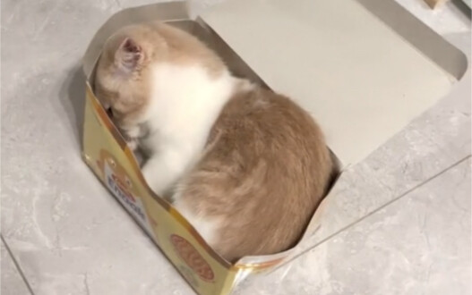 Kucing melahirkan mimpi saya
