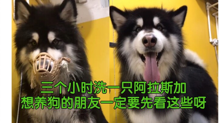 Cleaning Alaska is a major undertaking—definitely watch this if you’re planning to get a dog!