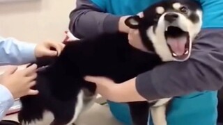 จังหวะน้องหมาที่รู้ตัวว่าทำผิด