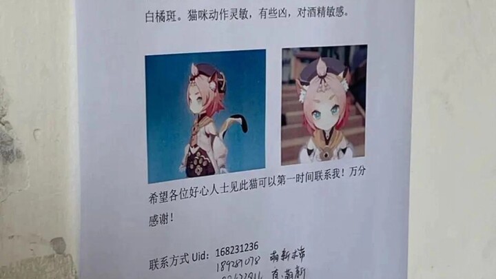 The cat is gone