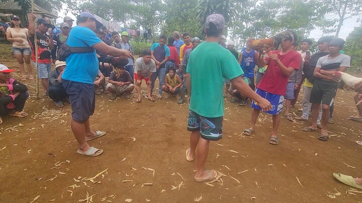 buyog vs bulik