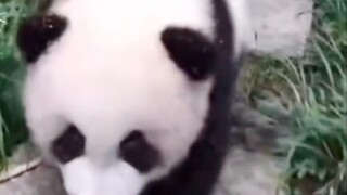 [Wangxian/Perkembangan Lucu] "Aku Ingin Susu Panpanku" Ekstra: Bab Bayi