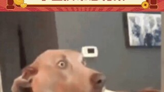 【出门见喜1】最新视频上线，求关注！