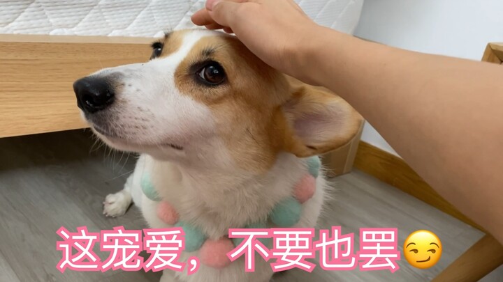 Putting your hand near the dog’s head but not petting her?