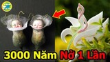 10 Loại Hoa Kỳ Lạ Và Quý Hiếm Nhất Thế Giới Bạn Sẽ Không Tin Chúng Có Thật |Vivu Thế Giới