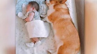 ทุกวันนอนบนเตียงเดียวกัน ของเล่นชิ้นเดียวกัน... คอร์กี้ที่เติบโตมาพร้อมกับลูกน้อยมนุษย์ | คู่หูที่ดี