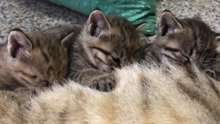 Mama cat feeding her litter. Heart-warming