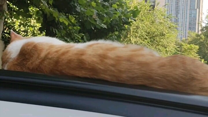 Mengelus kucing secara mendadak