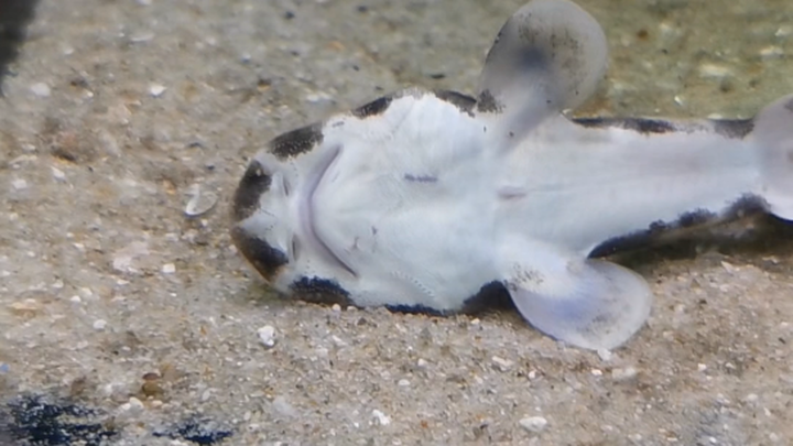 Baby shark, what’s wrong with you? And there’s also a cute little squid baby!