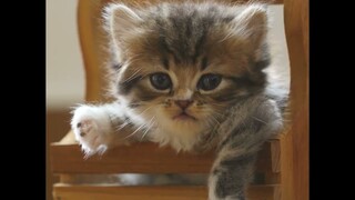 "Memory" from the musical "Cats"