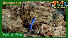 Rahasia Belut Pita - Peet The Forest Detective 3 (Bahasa Indonesia)