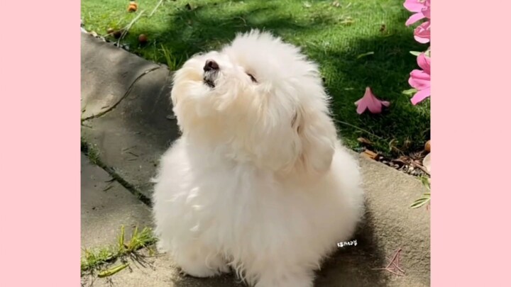 How can there be such a cute dog? I’m totally in love!