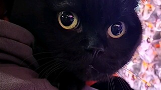 دعوني أريكم كم هو مهذب القط الأسود الذي يرافق والده للتسوق؟ آمل أن يعامل الجميع القطط السوداء بلطف! 