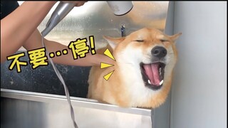 主人给柴犬洗澡 柴柴嘴上喊着不愿意 身体却很诚实| Shiba Inu Having A Bath