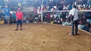 4 Cock Derby 3 wins 1 lose
