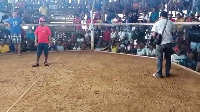 4 Cock Derby 3 wins 1 lose