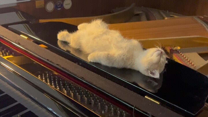 Mèo con trải nghiệm trăm nghề: Giáo viên piano