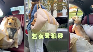 做狗怎么老被骗呀⁉️