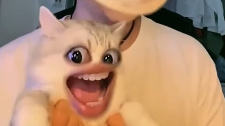 When the cat uses special effects...