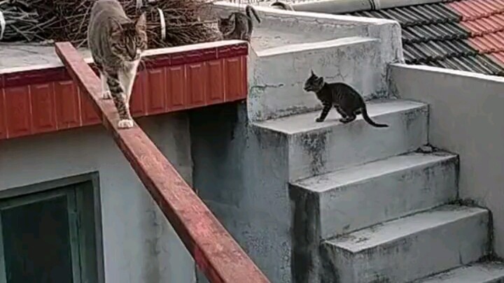 What a brave mom cat with her little ones!