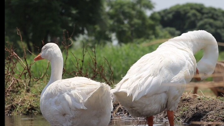 Two White Geese Vibing 🦢😂